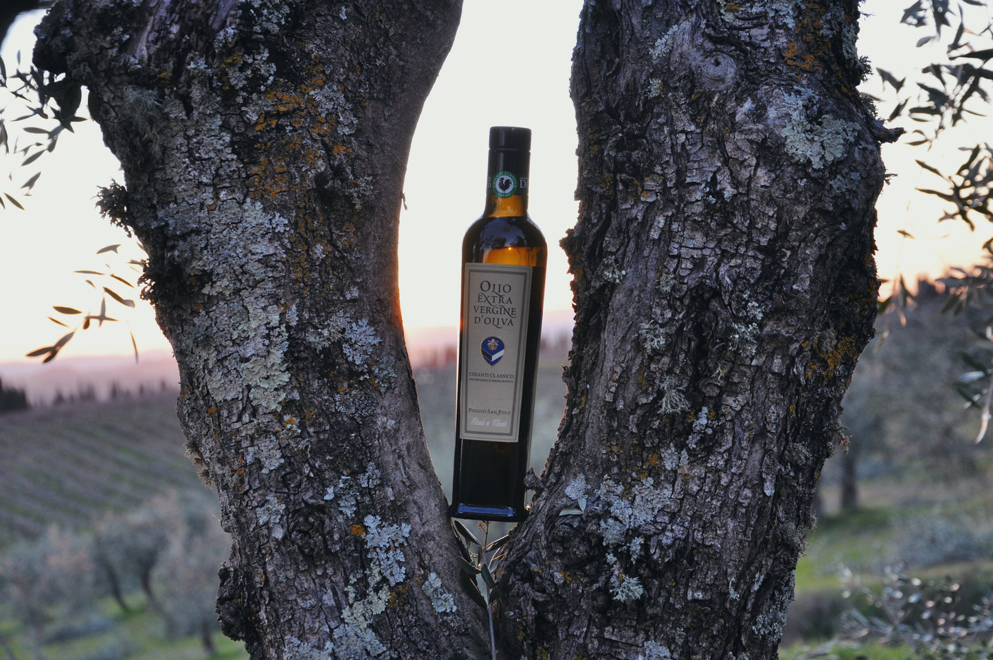 Lorenzo's Chianti Classico DOP Extra-Virgin Olive Oil